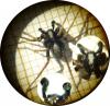 Pardosa sp.